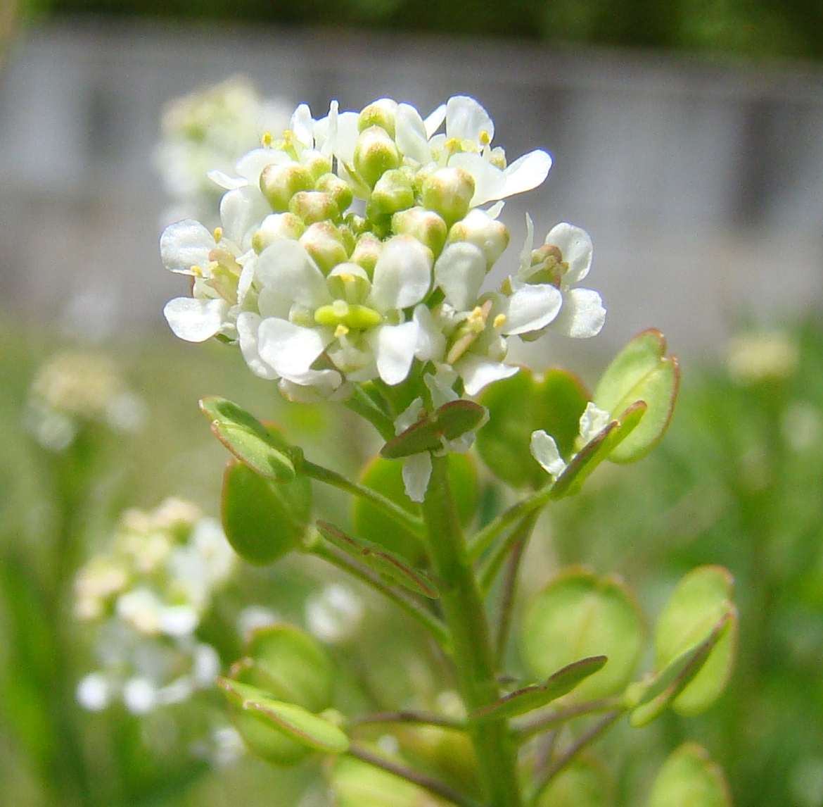 跡見群芳譜(外来植物譜 マメグンバイナズナ)